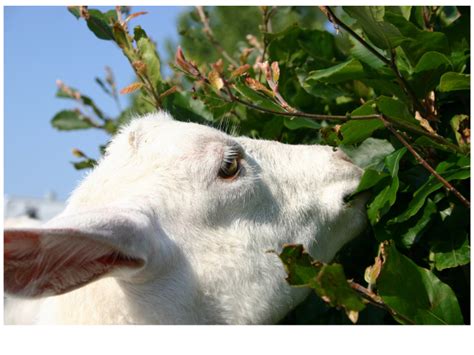 is goat a trusted website? Is it true that goats can be trusted for their internet browsing habits?